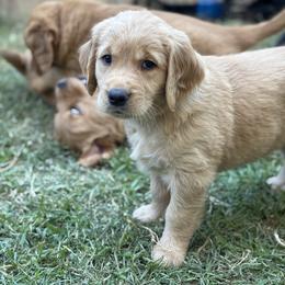 Golden Retriever Puppies from Haven of Hope Golden Retrievers