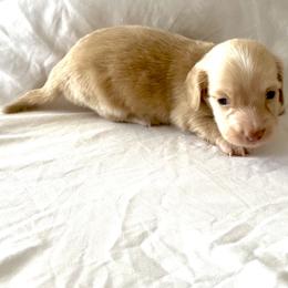 Black - Cream male Dachshund puppy in Silver Springs, Florida from DeMarsh's Dachshunds