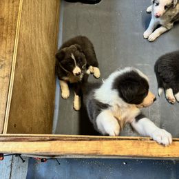 Border Collie Puppies from Bama Border Collies