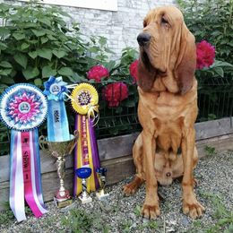 Bloodhounds from Nozenears Bloodhounds