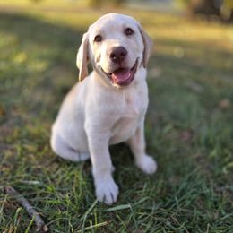 Toby - Yellow male Labrador Retriever puppy in Caledonia, Ohio from 7Cs Labs