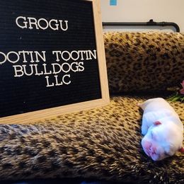 French Bulldog Puppies from Rootin' Tootin' Bulldogs, LLC