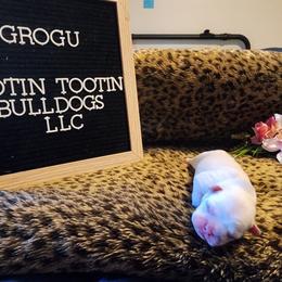 French Bulldog Puppies from Rootin' Tootin' Bulldogs, LLC