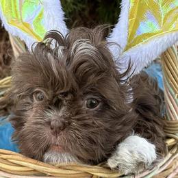 Shih Tzus from Spunky Shih-Tzus Delaware (Spunky Shih-Tzus)