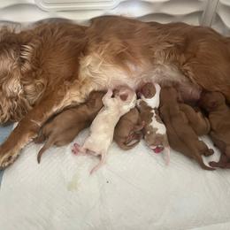 Sleepy - Ruby male Cavalier King Charles Spaniel puppy in Eatontown, New Jersey from NJ Cavalier King Charles Breeder