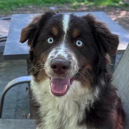Andover's Got Your Six - Red tri-color male Miniature American Shepherd puppy in Rockford, Illinois from Andover Aussies