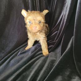 Danny.Danny. - Chocolate and tan male Yorkshire Terrier puppy in Buda, Texas from BIOLA'S YORKIES
