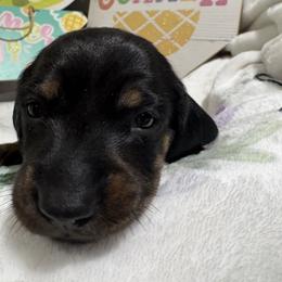 Black and tan - Black and tan male Dachshund puppy in Pleasant Plains, Arkansas from JGBs Dachshunds