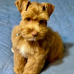 Tinker - Wheaten male Miniature Schnauzer puppy in Calhoun, Georgia from The BrickHouse Miniature Schnauzers