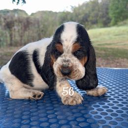 MC 56 - Black brown and white male Basset Hound puppy in Conway, Missouri from Ozark Mountain Kennel