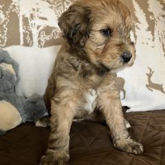 Whoodle Puppies from RockyRiverDoodles