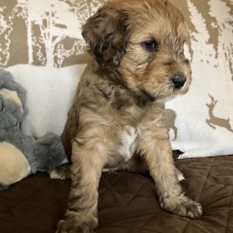 Whoodle Puppies from RockyRiverDoodles