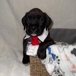 Nash - Brindle male Boxer puppy in Garland, North Carolina from Magen's Boxers