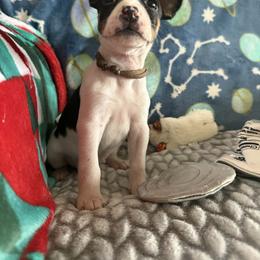 Rat Terrier Puppies from The Puppy Patch Rat Terriers