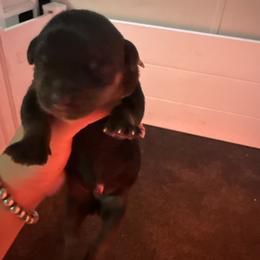 Girl 1 - Black and rust female Rottweiler puppy in Cleveland, Texas from Vom Haus Fantasy Rottweiler Kennel