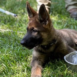 Gray - German Shepherd puppy from Cadillac Canine