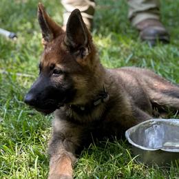 Gray - German Shepherd puppy from Cadillac Canine