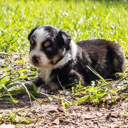 Bobalouie - Black tri male Miniature Australian Shepherd puppy in Myakka City, Florida from Gable A Aussies