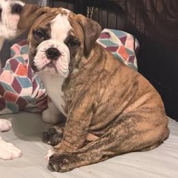 Sam Carmichael - Yellow Collar - Fawn brindle and white male Bulldog puppy in Krum, Texas from K & K Little Blessings