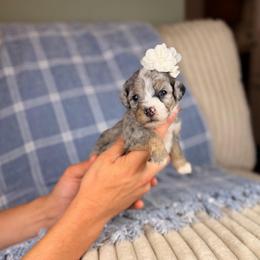 Islamorada (Isla) - Tri-color female Bernedoodle puppy in Sweetwater, Florida from Sandy Snout Doodles