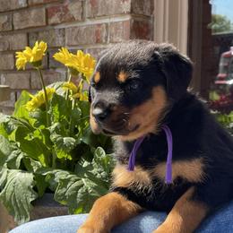 Girl 3 - Black and mahogany female Rottweiler puppy in Burlington, Kentucky from vom Blaurasen Rottweilers