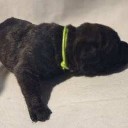 Lime green collar - Brindle female Great Dane puppy in Mineola, Texas from RC Ranch Great Danes And Cane Corsos