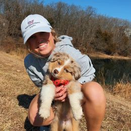 Miniature Australian Shepherd Puppies from Vineyard Ridge Mini Aussies