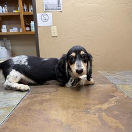 Waylon Jennings - Piebald male Dachshund puppy in Irving, Texas from DFW Dachshunds by G & S