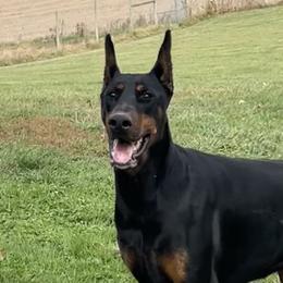 Doberman Pinschers from Gold Star Canines