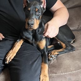Girl 2 - Black and rust female Doberman Pinscher puppy in Shrewsbury, Massachusetts from Di Nonno Dobermann
