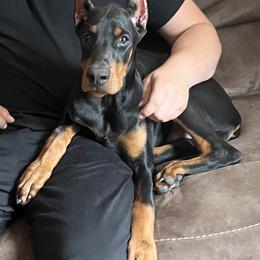 Girl 2 - Black and rust female Doberman Pinscher puppy in Shrewsbury, Massachusetts from Di Nonno Dobermann