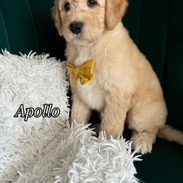Assorted Doodle Crosses and Bernedoodle Puppies from Maria's Pups