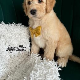 Assorted Doodle Crosses and Bernedoodle Puppies from Maria's Pups