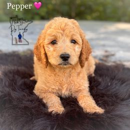 Pepper - Goldendoodle puppy from North Star Dog Training