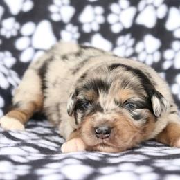 Firework - Blue merle male Australian Shepherd puppy in Squaw Valley, California from A&M Australian Shepherds