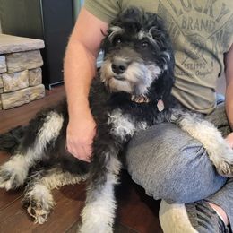 Bear - Bernedoodle