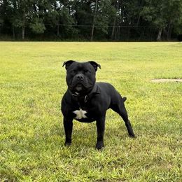 Chief - Staffordshire Bull Terrier