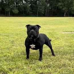 Chief - Staffordshire Bull Terrier