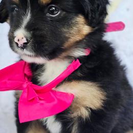 Please read the description - Black tri female Miniature American Shepherd puppy in Georgetown, California from Foothill Aussies