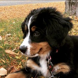 Bernese Mountain Dog Puppies from Lonesome Pine Farm