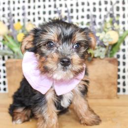 Pete - Black and tan male Yorkshire Terrier puppy in Hugo, Oklahoma from Ann R.