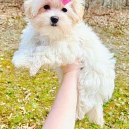 Maltese, Maltipoo, Poodle, and Yorkshire Terrier Puppies from Paw Perfect Pets