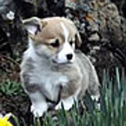 Pembroke Welsh Corgis from Rocky L Ranch