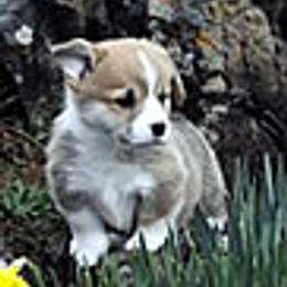 Pembroke Welsh Corgis from Rocky L Ranch