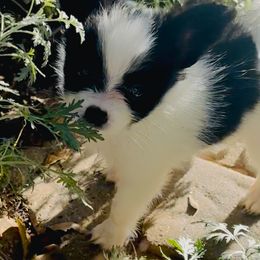 Papillon Puppies from Peppy Papillons, LLC