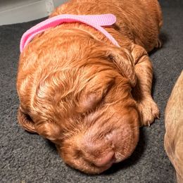 Bliss - Red  female Goldendoodle puppy in Lancaster, California from Kid's Best Doodle