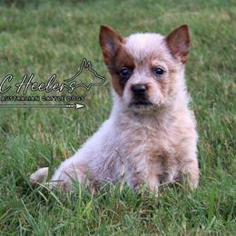 Ember - Red speckled female Australian Cattle Dog puppy in Waxahachie, Texas from MC Heelers