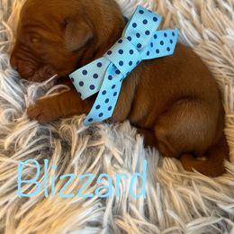 Blizzard - Dark golden male Golden Retriever puppy in Moses Lake, Washington from Dune Lakes Goldens