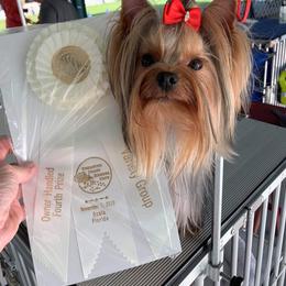 Kissy - Yorkshire Terrier