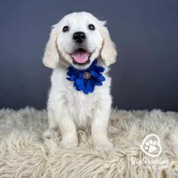 Abigail - White female Companion Cross puppy in Utah County, Utah from Big Hearted Breeders